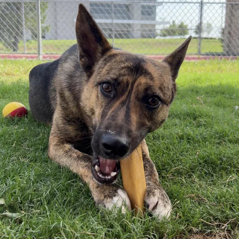 All-Natural Yak Cheese Dog Chews